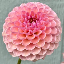 Load image into Gallery viewer, Hamari Rose