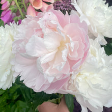 Load image into Gallery viewer, 2026 Peony Pre-Order