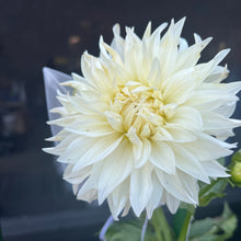Load image into Gallery viewer, Roque Starburst