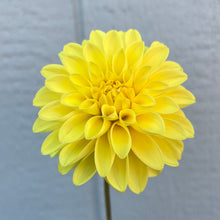 Load image into Gallery viewer, Ash Peaches (CAN)