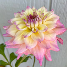 Load image into Gallery viewer, Bahama Mama