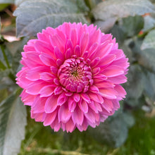 Load image into Gallery viewer, Pink Sylvia