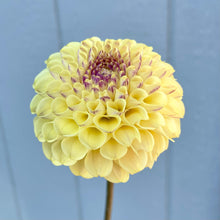 Load image into Gallery viewer, Ferncliff Spice (CAN)