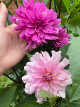 Load image into Gallery viewer, Pink Onesta