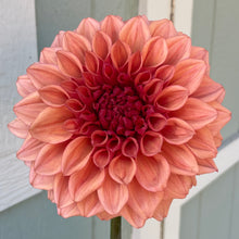 Load image into Gallery viewer, Orange Globe