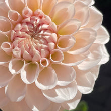 Load image into Gallery viewer, Lee's Kewpie