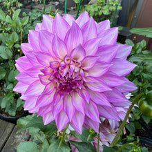 Load image into Gallery viewer, Clearview Debby