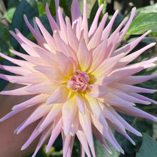 Load image into Gallery viewer, Wyn's Mauve Mist