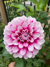 Load image into Gallery viewer, Aitara Diadem