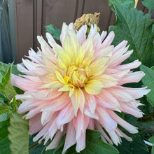 Load image into Gallery viewer, Ferncliff Cameo (CAN)