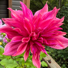 Load image into Gallery viewer, Penhill Dark Monarch