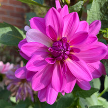 Load image into Gallery viewer, Pink Onesta