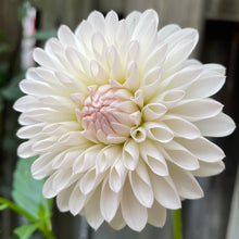 Load image into Gallery viewer, Tahoma Stellar Fellar