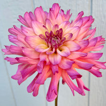 Load image into Gallery viewer, Bahama Mama