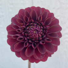 Load image into Gallery viewer, Bowser Pam (CAN)