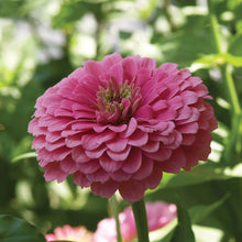 Load image into Gallery viewer, 2026 ZINNIA Seedling Pre-Order