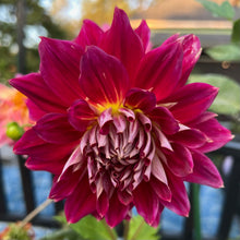 Load image into Gallery viewer, Clearview Magic