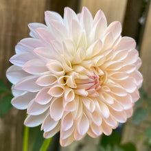 Load image into Gallery viewer, Tahoma Stellar Fellar