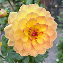 Load image into Gallery viewer, Bracken Lorelei