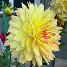 Load image into Gallery viewer, Keith H