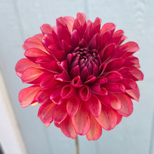 Load image into Gallery viewer, Bowser Valiant (CAN)