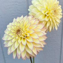 Load image into Gallery viewer, Bloomquist Blush