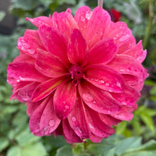 Load image into Gallery viewer, Ms Prissy