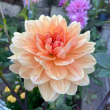 Load image into Gallery viewer, Apricot Desire