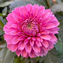 Load image into Gallery viewer, Pink Sylvia