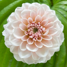 Load image into Gallery viewer, Lee's Kewpie