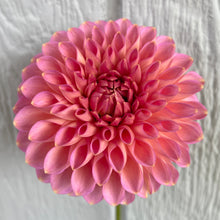 Load image into Gallery viewer, Westerton Pearl