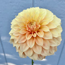 Load image into Gallery viewer, Bracken Palomino