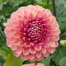 Load image into Gallery viewer, CT Bounty