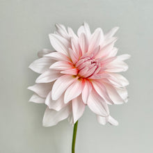 Load image into Gallery viewer, AC P