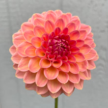 Load image into Gallery viewer, Hillcrest Suffusion