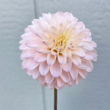 Load image into Gallery viewer, Ash Blush (CAN)