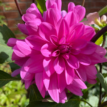 Load image into Gallery viewer, Pink Onesta