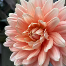 Load image into Gallery viewer, Carolina Wagemans