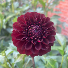 Load image into Gallery viewer, Bowser Pam (CAN)