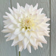 Load image into Gallery viewer, Bowser Mr Jack (CAN)