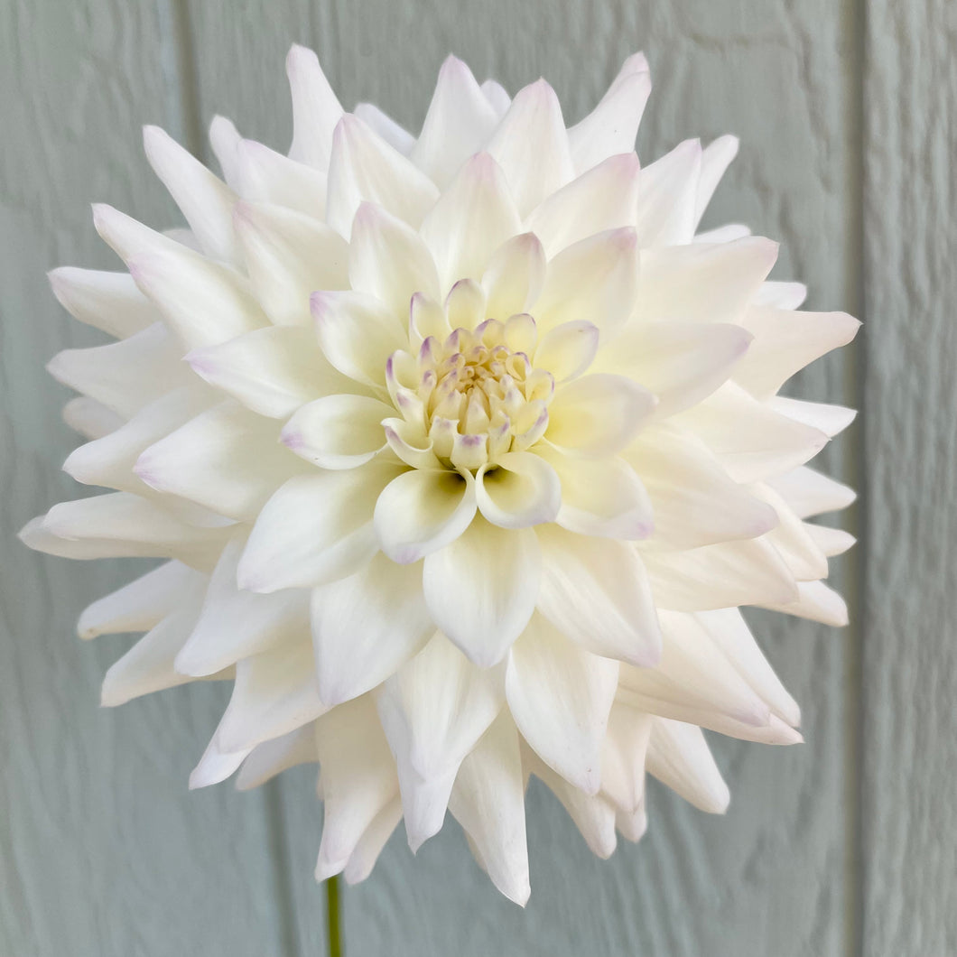 Bowser Mr Jack (CAN)