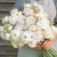 2026 LISIANTHUS Seedling Pre-Order
