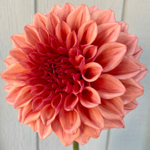 Load image into Gallery viewer, Orange Globe