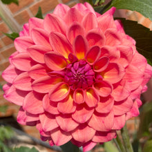 Load image into Gallery viewer, Ash Dawn (CAN)