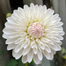Load image into Gallery viewer, Tahoma Stellar Fellar