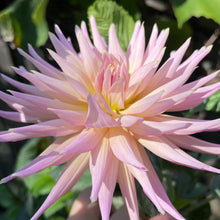 Load image into Gallery viewer, Wyn's Mauve Mist