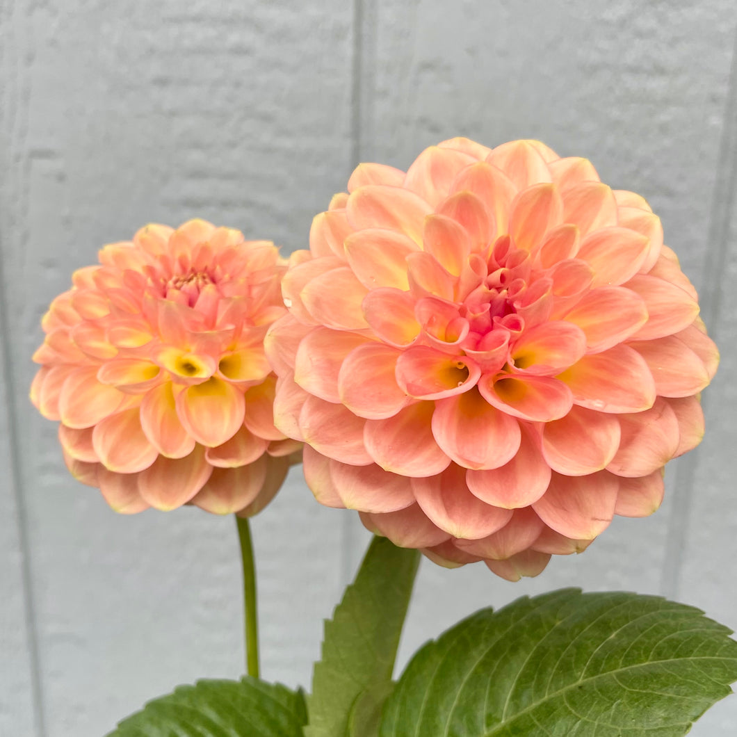 20th Ave Softer Peach