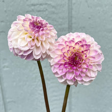 Load image into Gallery viewer, CB Trevlove (CAN)