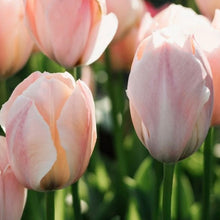 Load image into Gallery viewer, Tulip Bulbs