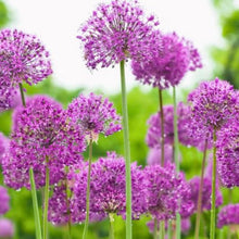 Load image into Gallery viewer, Allium Bulbs